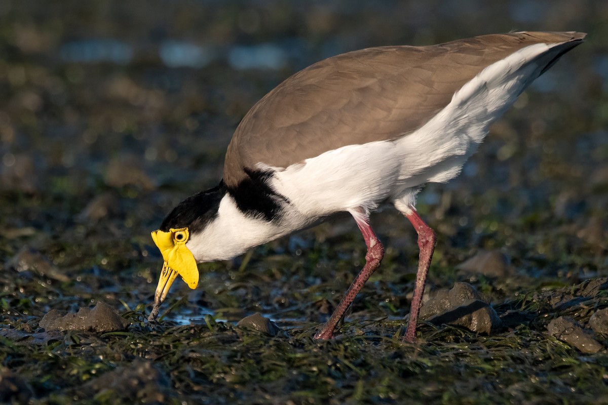 Masked Lapwing - ML439817111