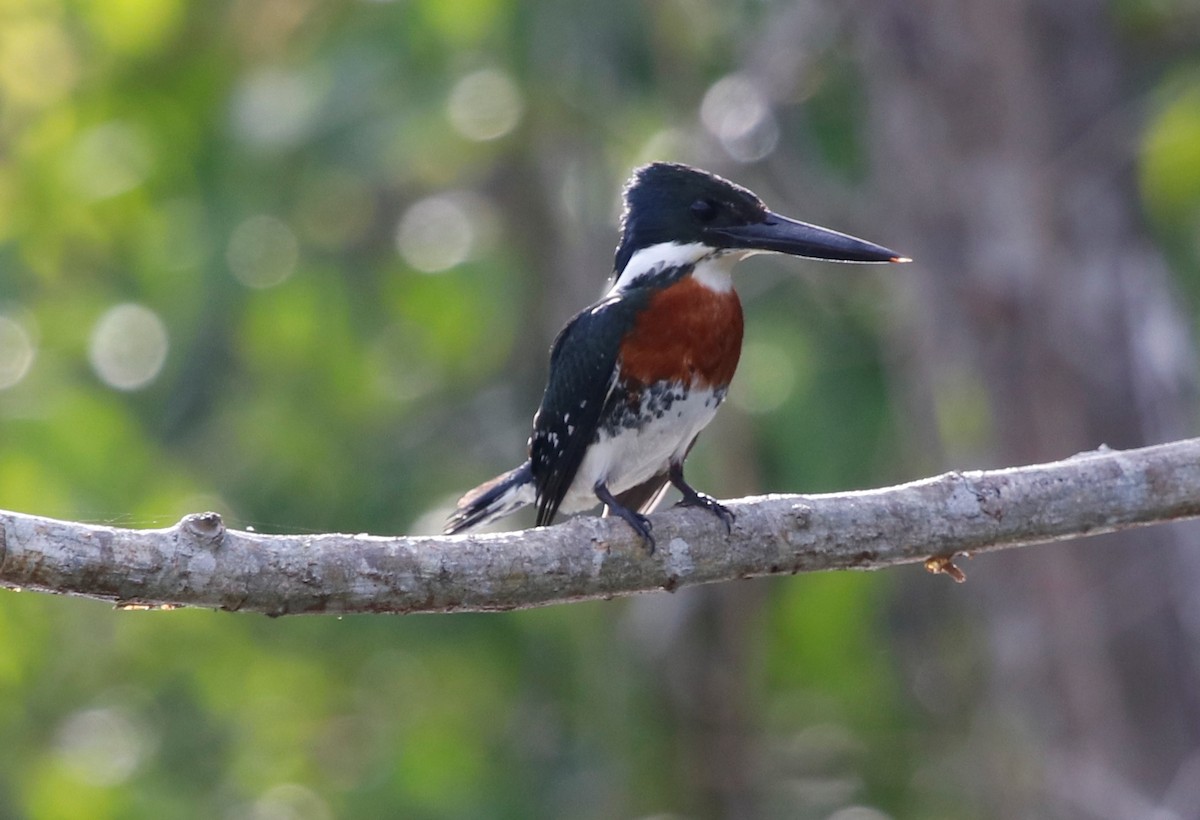 Green Kingfisher - ML439817731