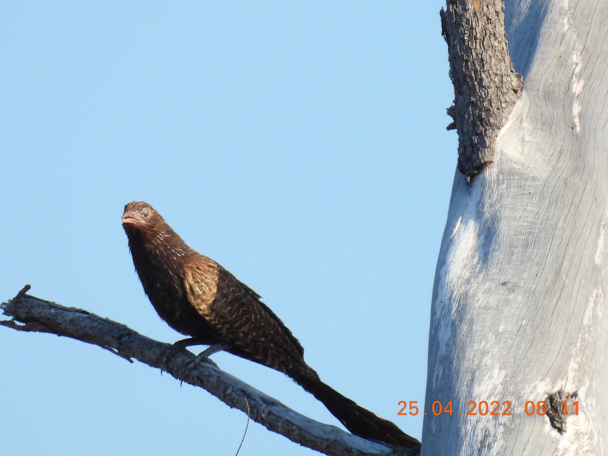 Pheasant Coucal - ML439817751