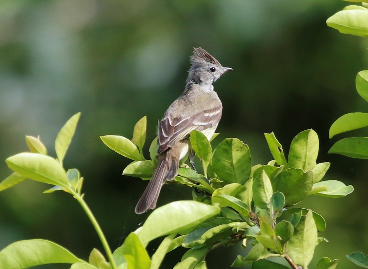 Yellow-bellied Elaenia - ML439817871
