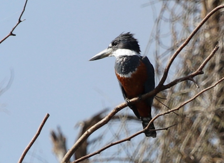 Ringed Kingfisher - ML439818271