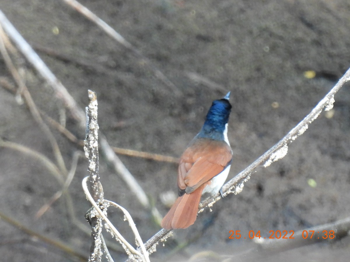 Shining Flycatcher - ML439818311