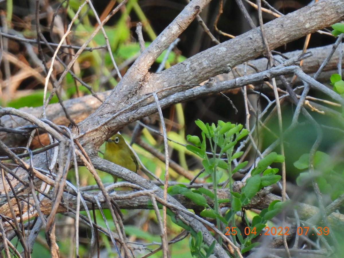 Australian Yellow White-eye - ML439818461