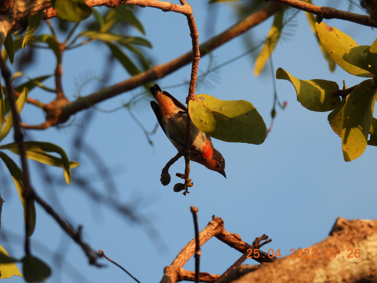 Mistletoebird - Trevor Oliver