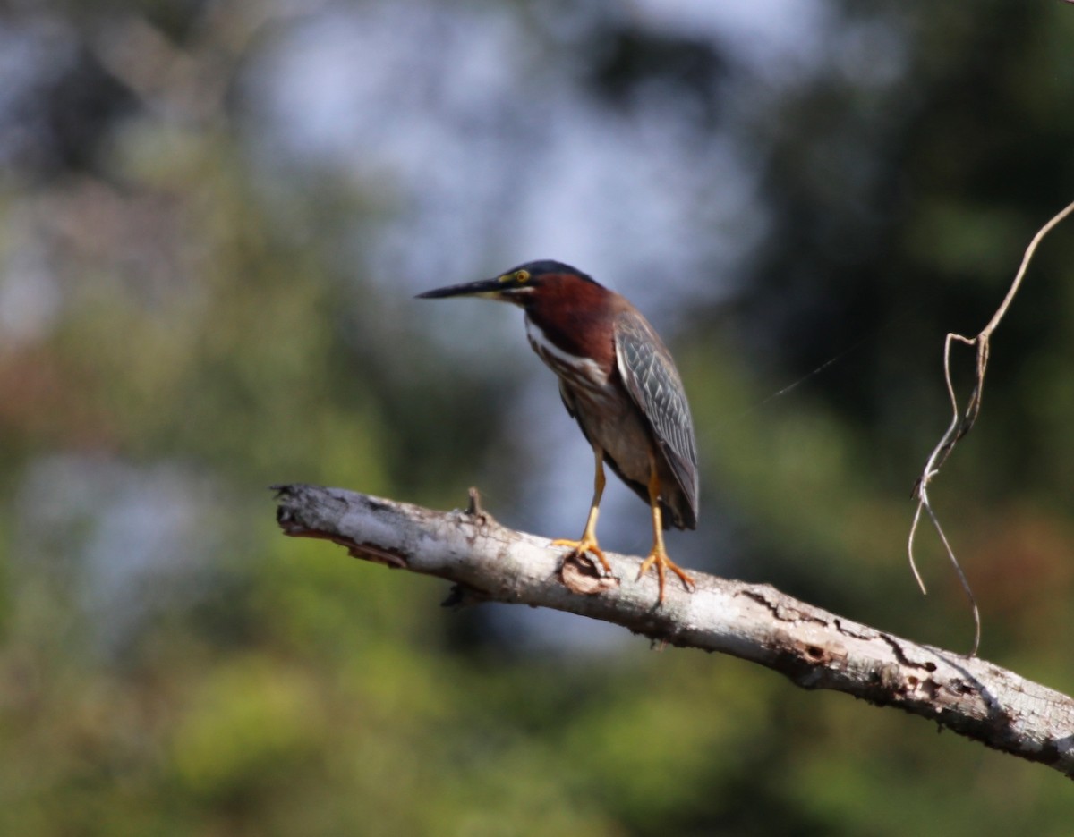 Green Heron - ML439818521