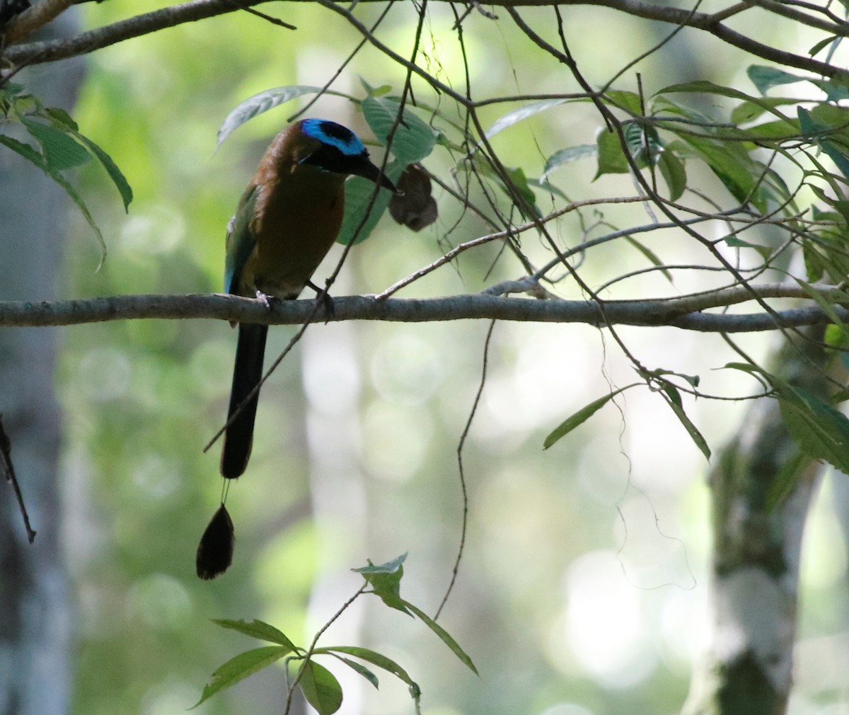 Lesson's Motmot - ML439818681