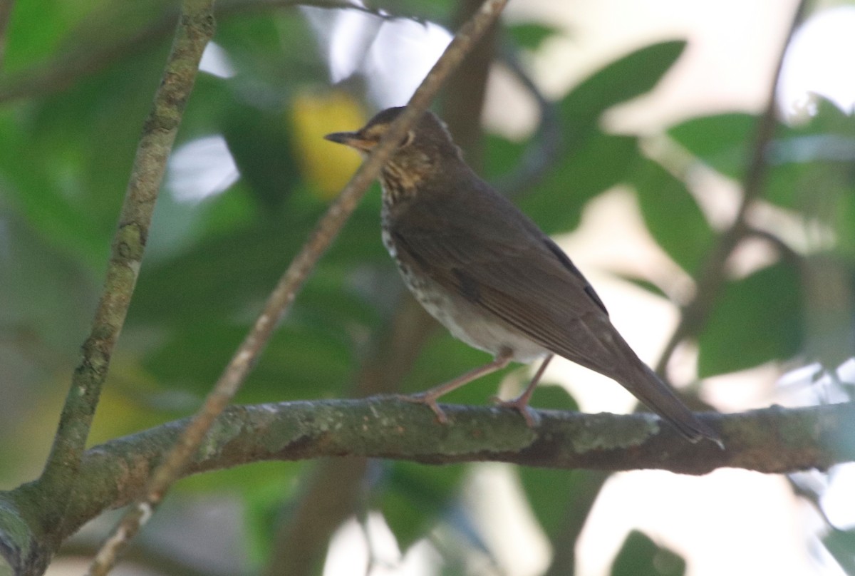 Swainson's Thrush - ML439818811