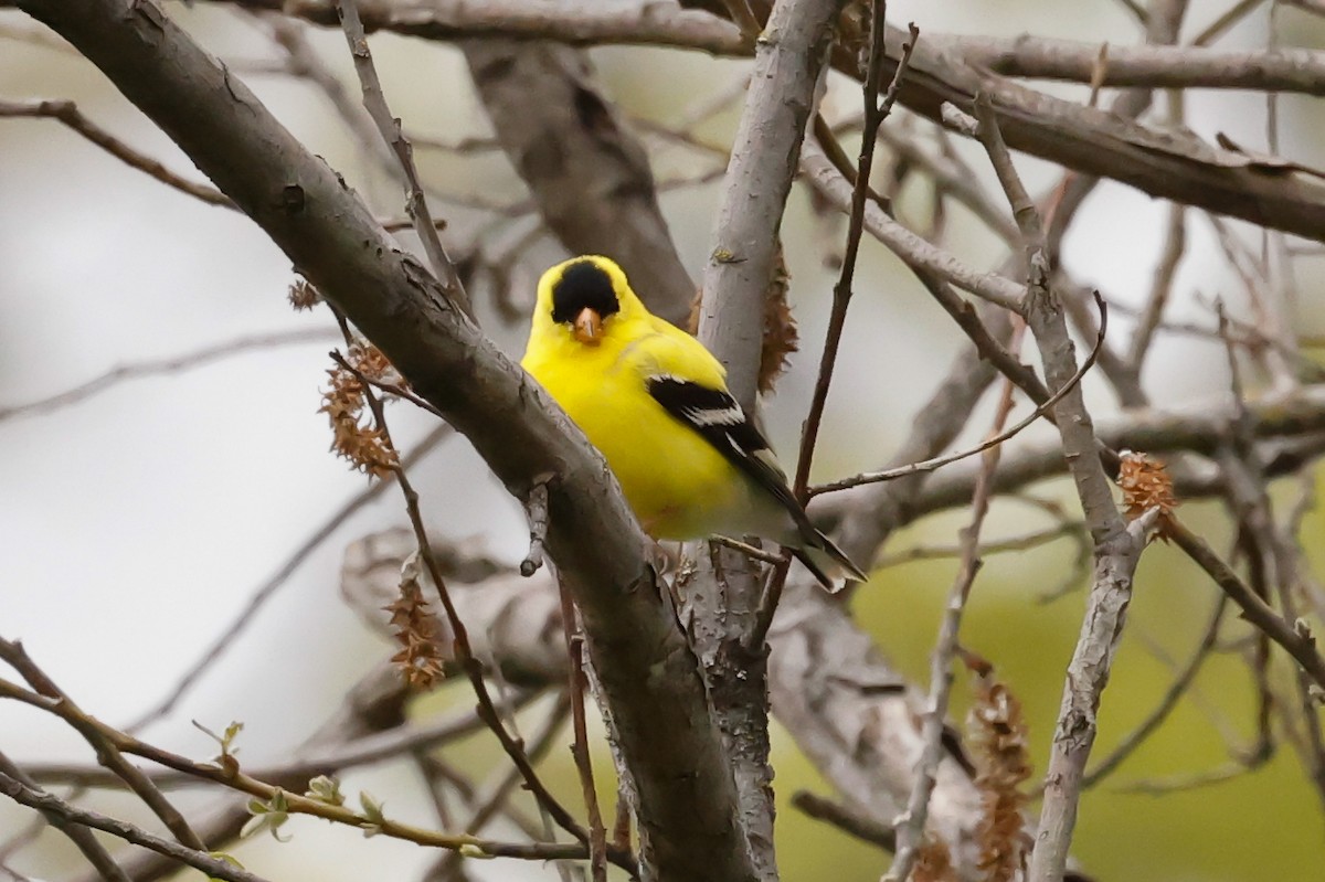 American Goldfinch - ML439819121