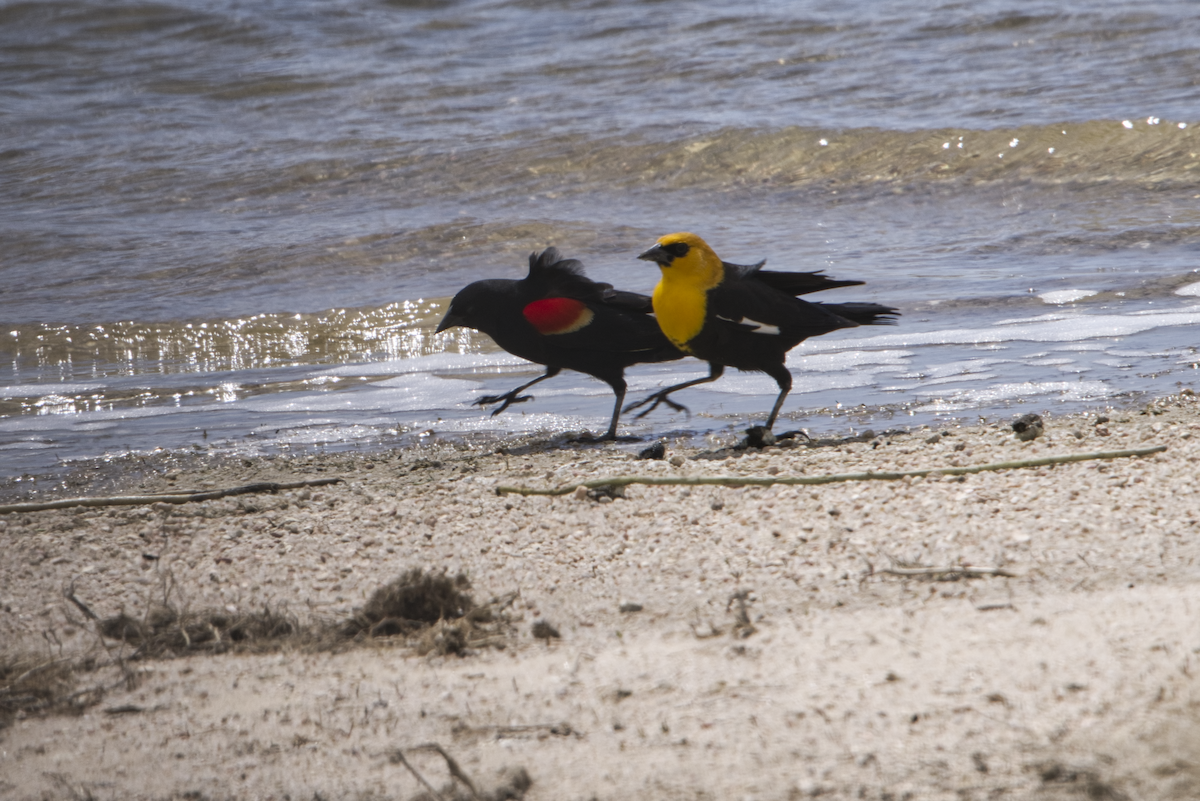 Yellow-headed Blackbird - ML439824421