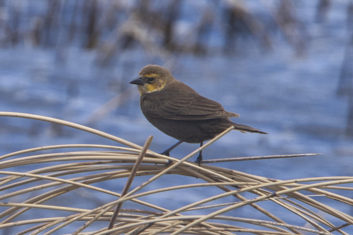 Yellow-headed Blackbird - ML439824491