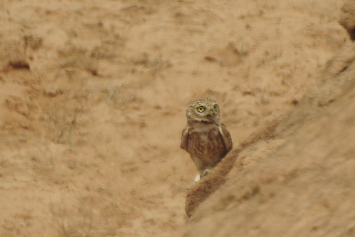 Little Owl (Lilith) - Keramat Hafezi