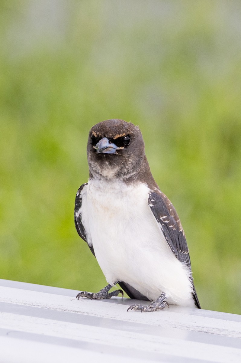 White-breasted Woodswallow - ML439825991
