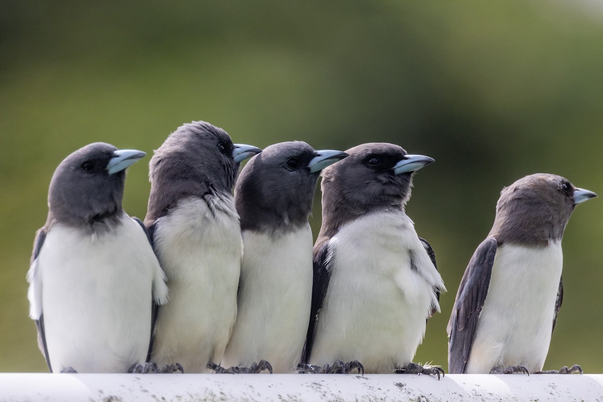 White-breasted Woodswallow - ML439826021