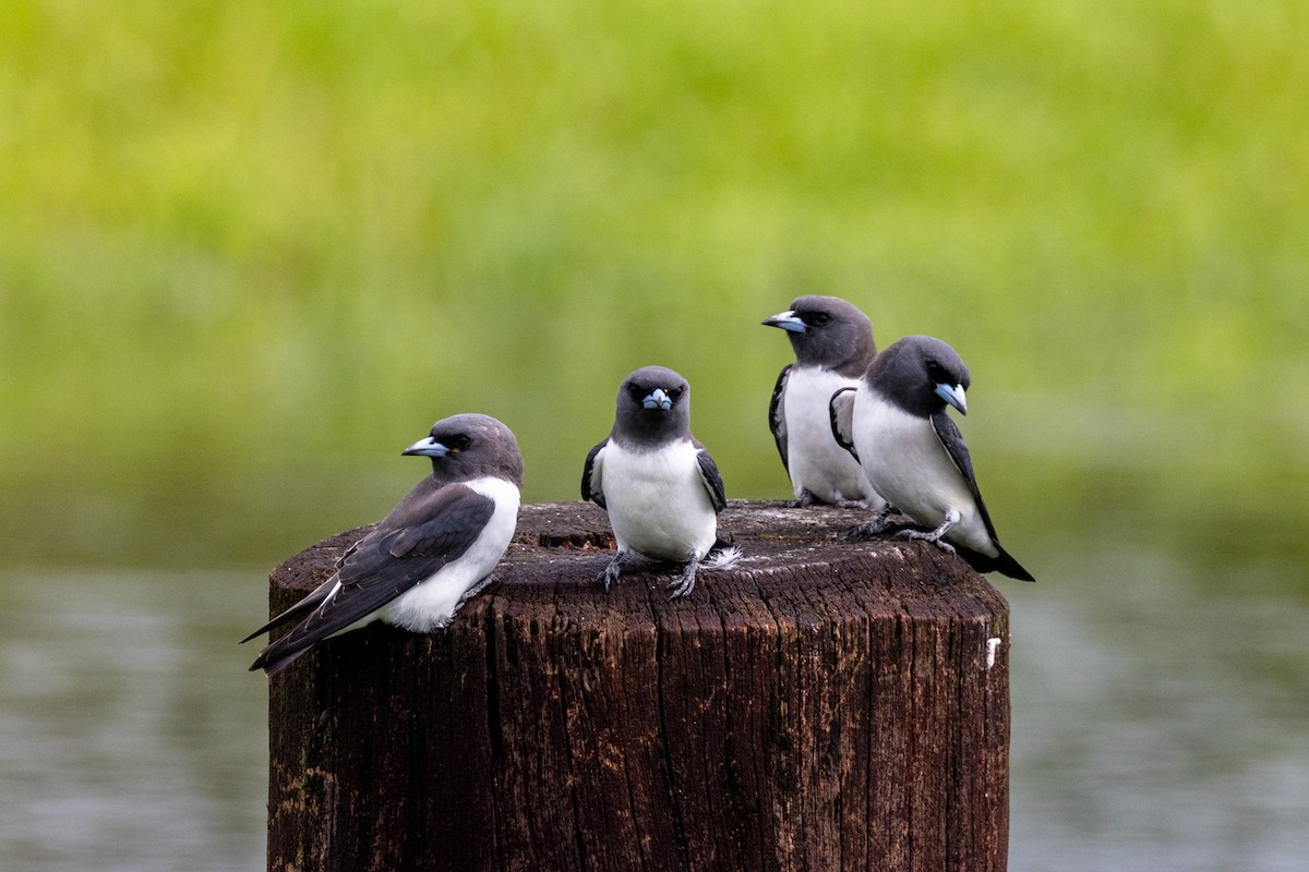 White-breasted Woodswallow - ML439826051