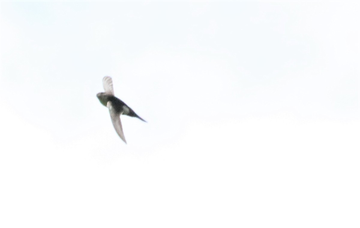 White-throated Swift - ML439826811