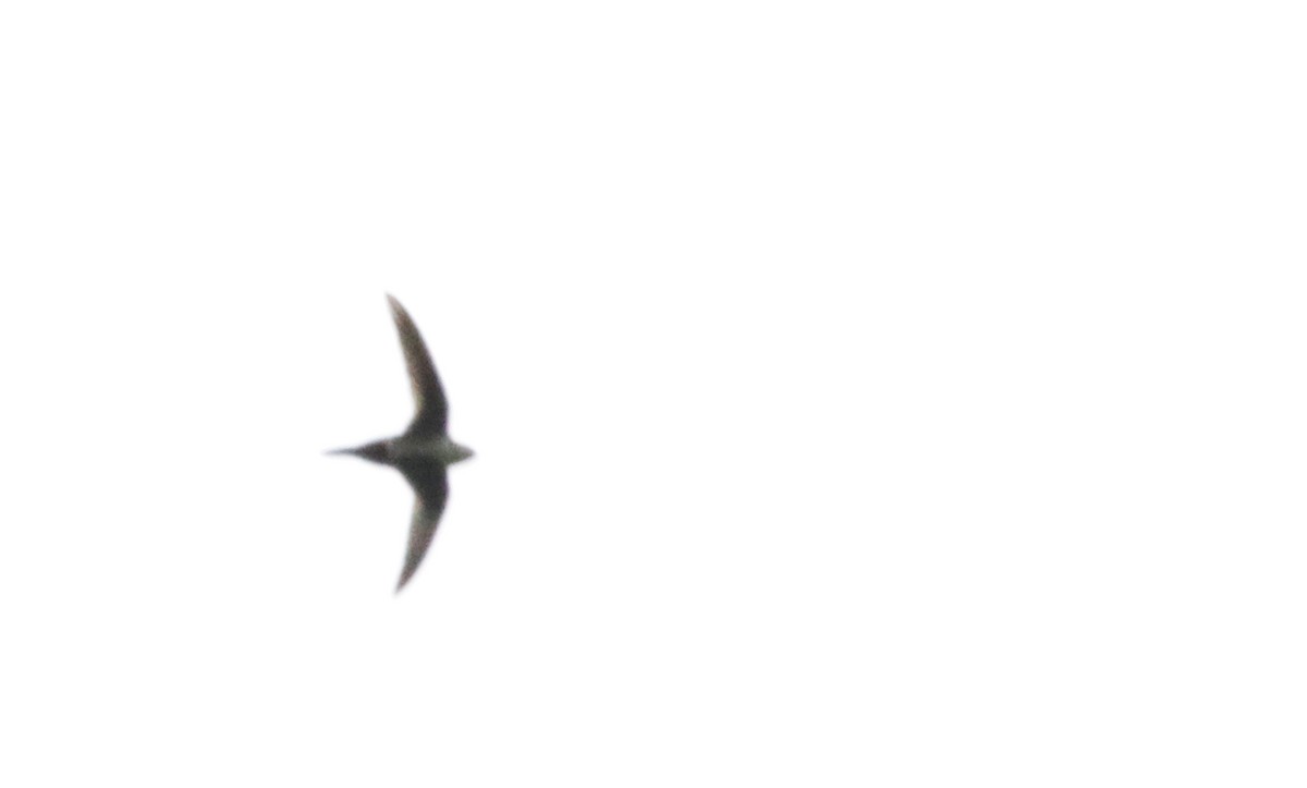 White-throated Swift - ML439826821
