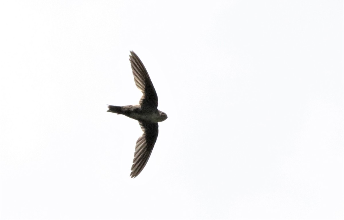 White-throated Swift - ML439826831