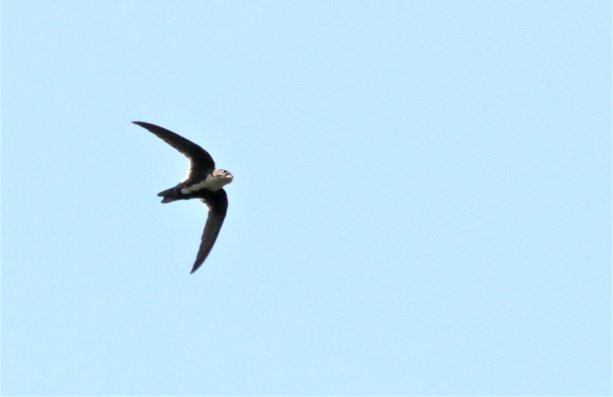 White-throated Swift - ML439826841