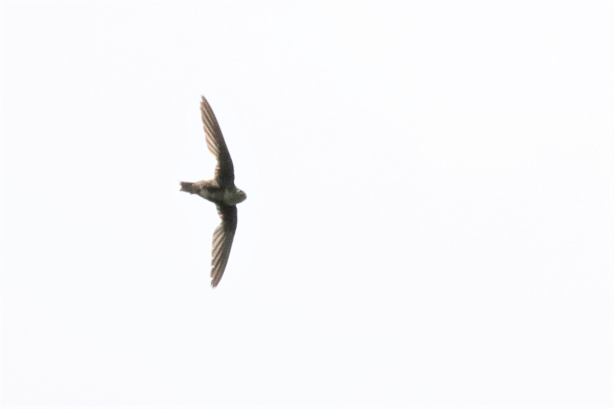 White-throated Swift - ML439826851