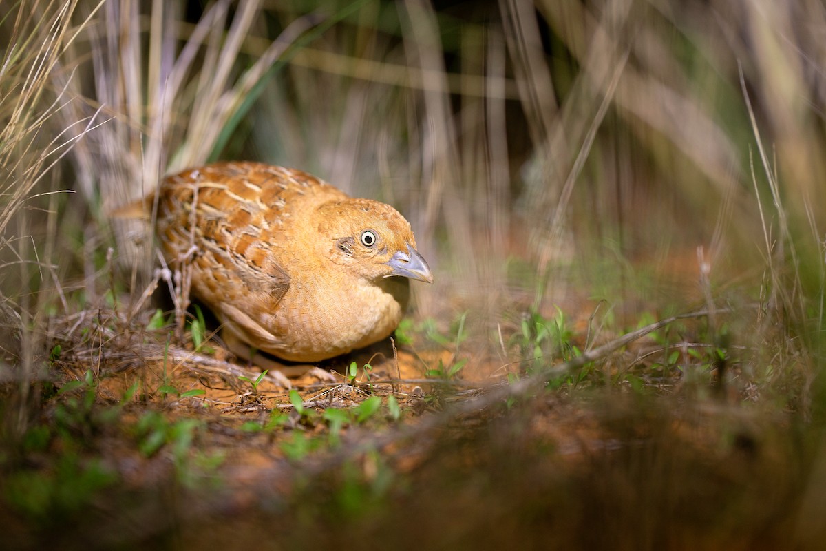 Little Buttonquail - Julian Teh