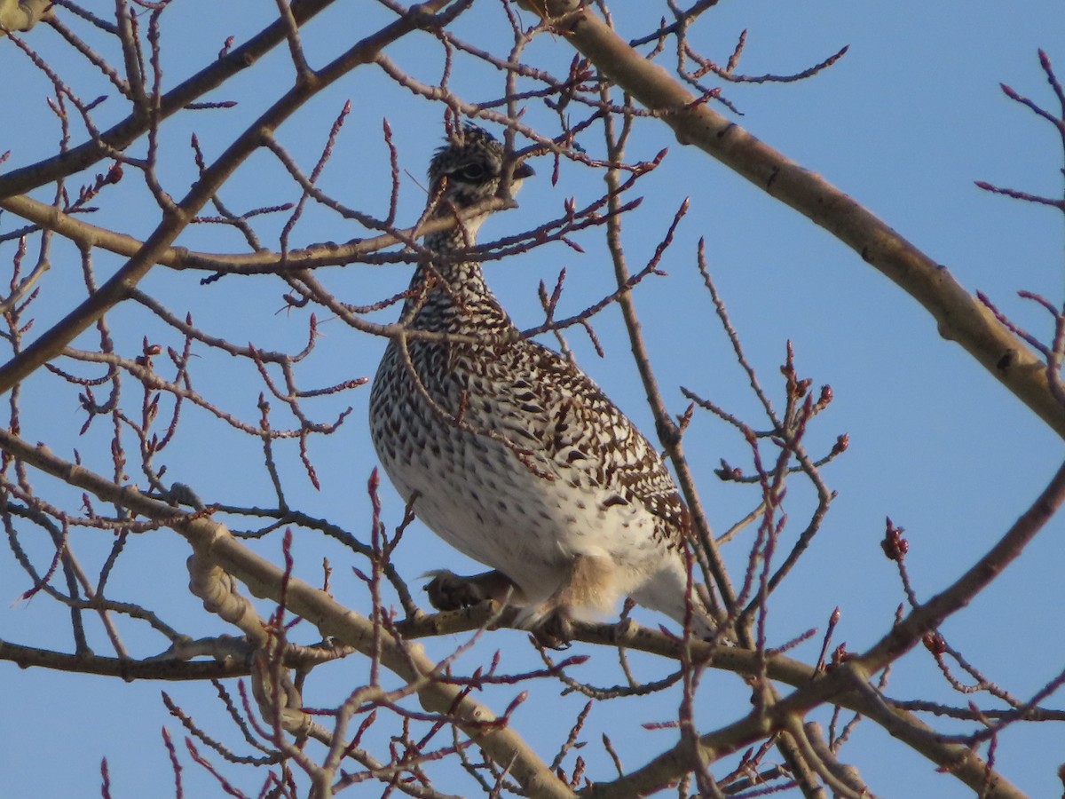 Sharp-tailed Grouse - ML439828731