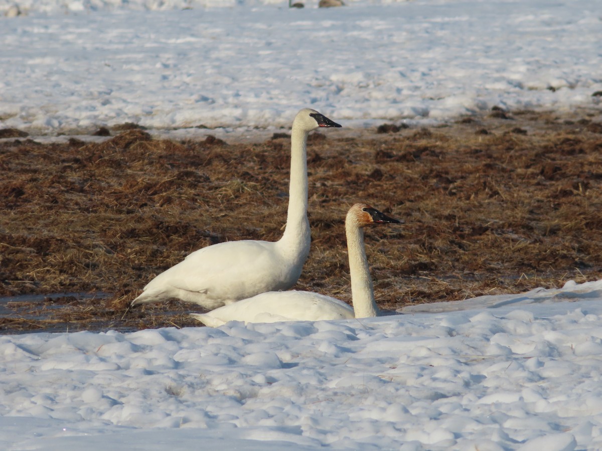 Trumpeter Swan - ML439829201