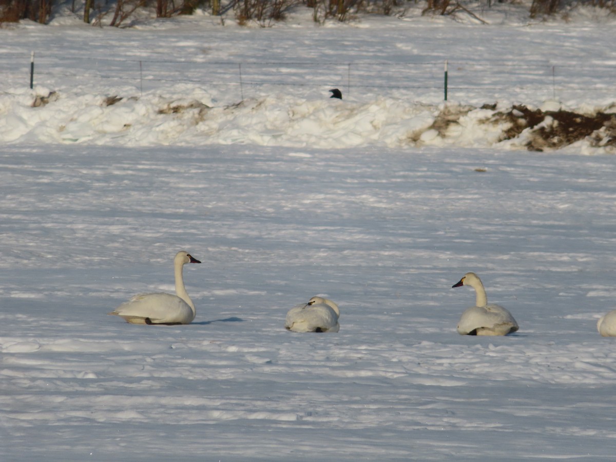 Tundra Swan - ML439829211