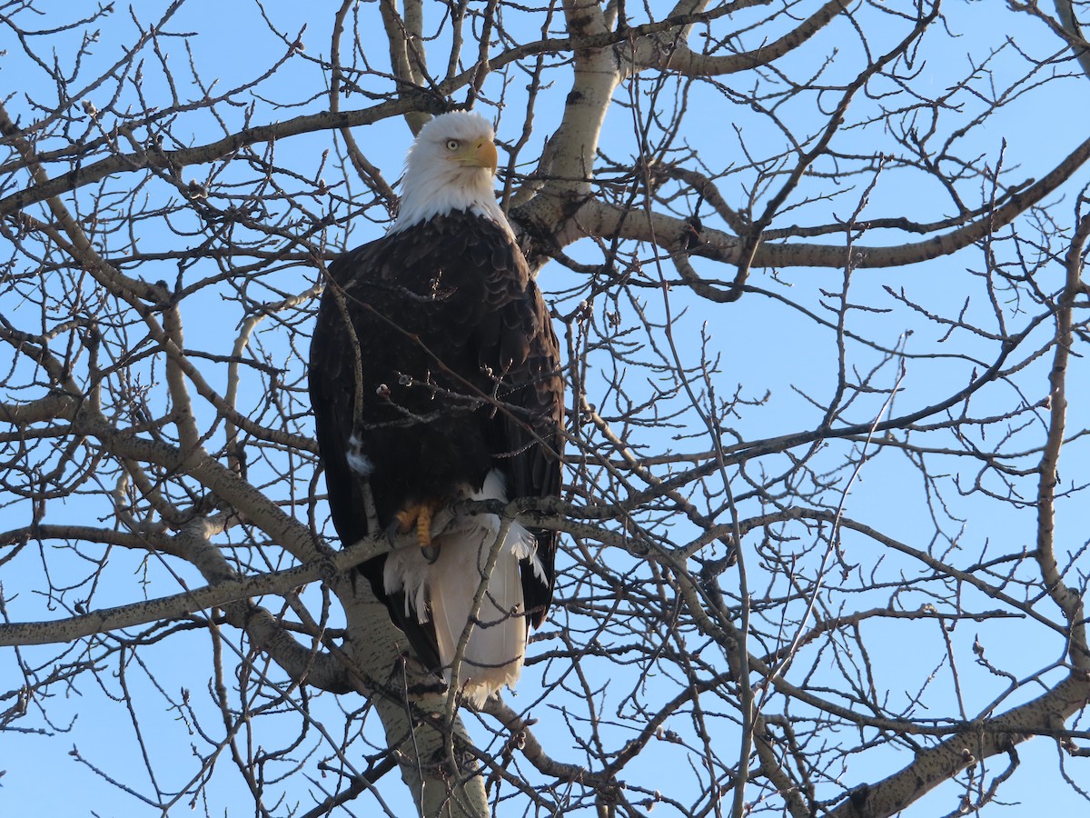 Bald Eagle - ML439829611