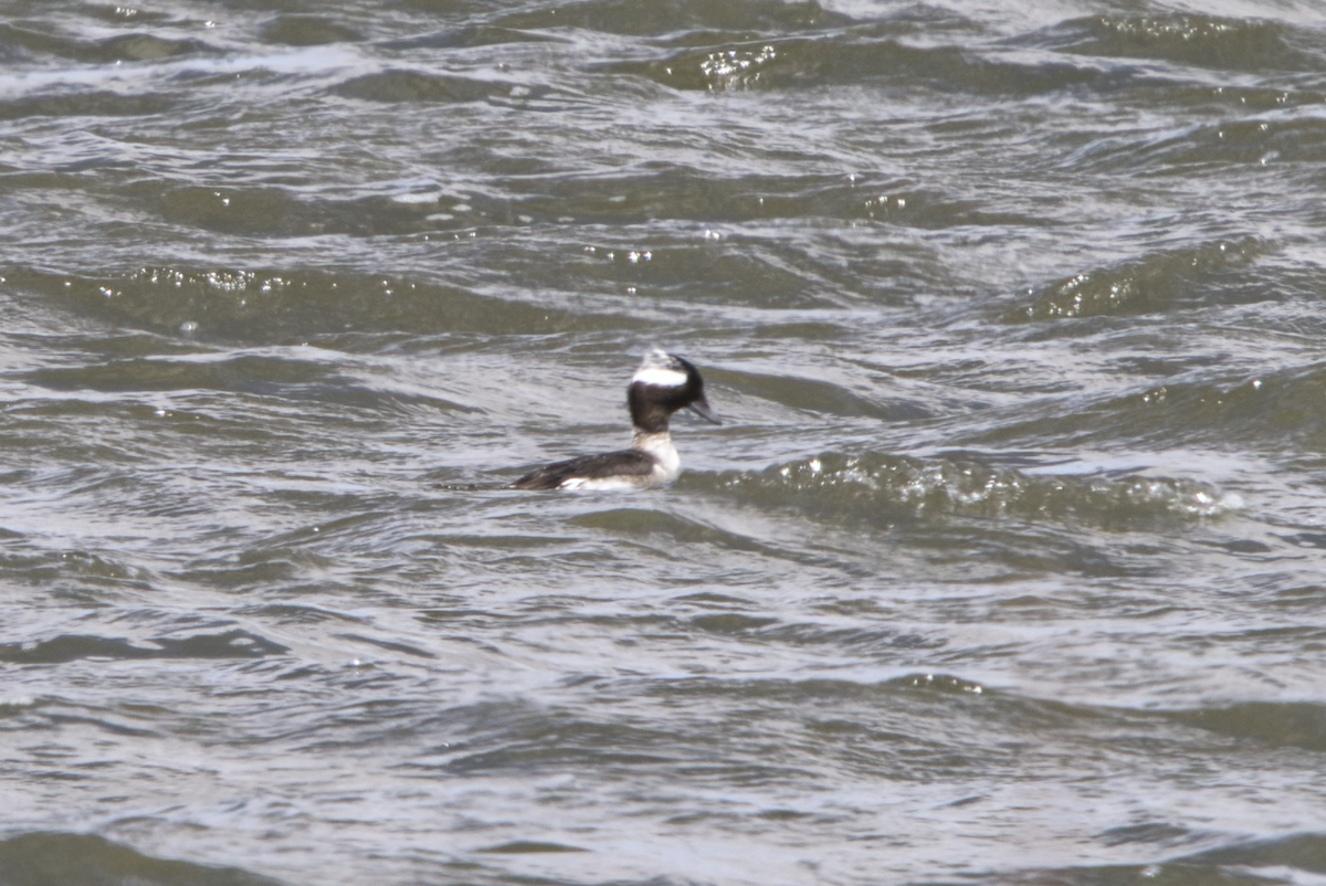 Bufflehead - ML439830611