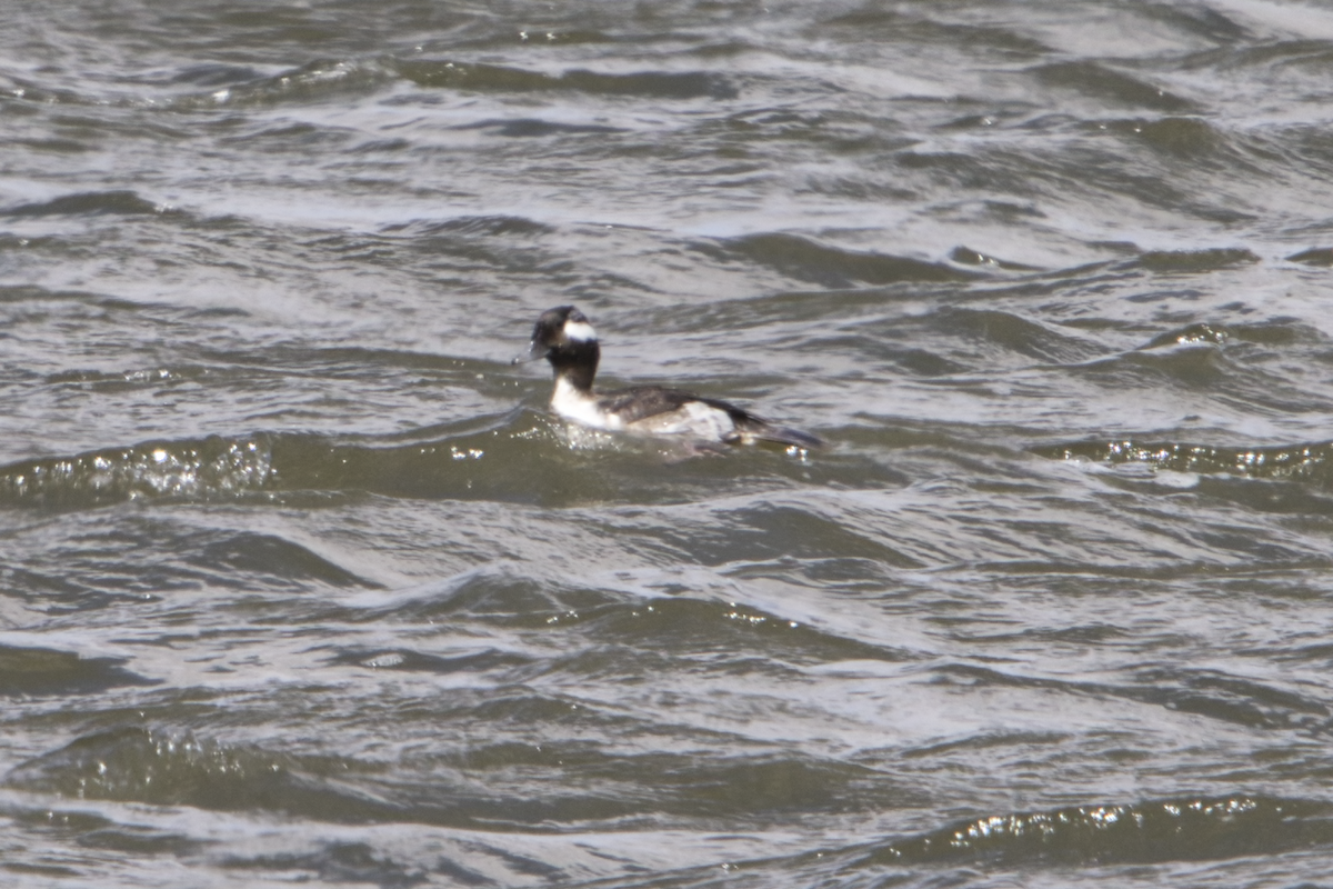 Bufflehead - ML439830631