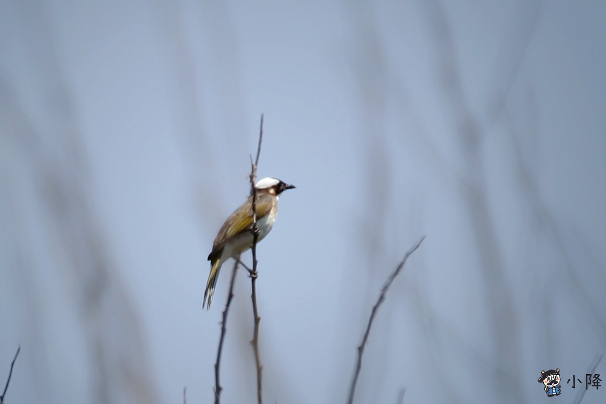 Light-vented Bulbul - ML439832051