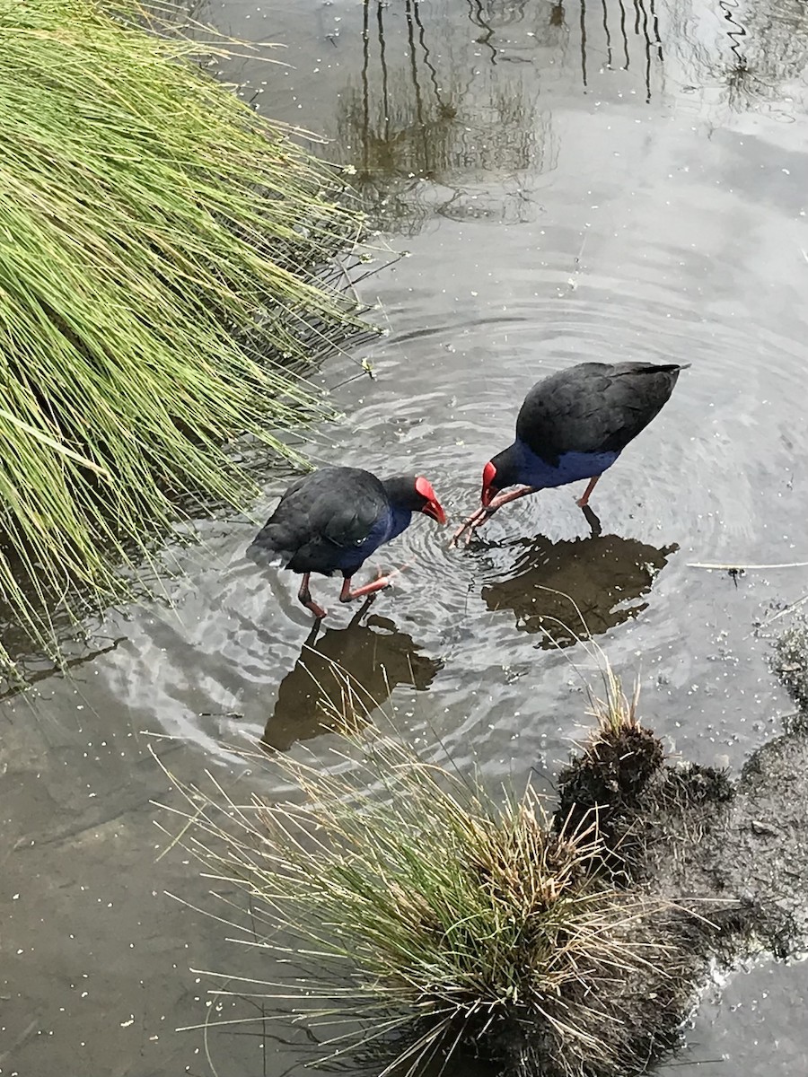 Dusky Moorhen - ML439835541