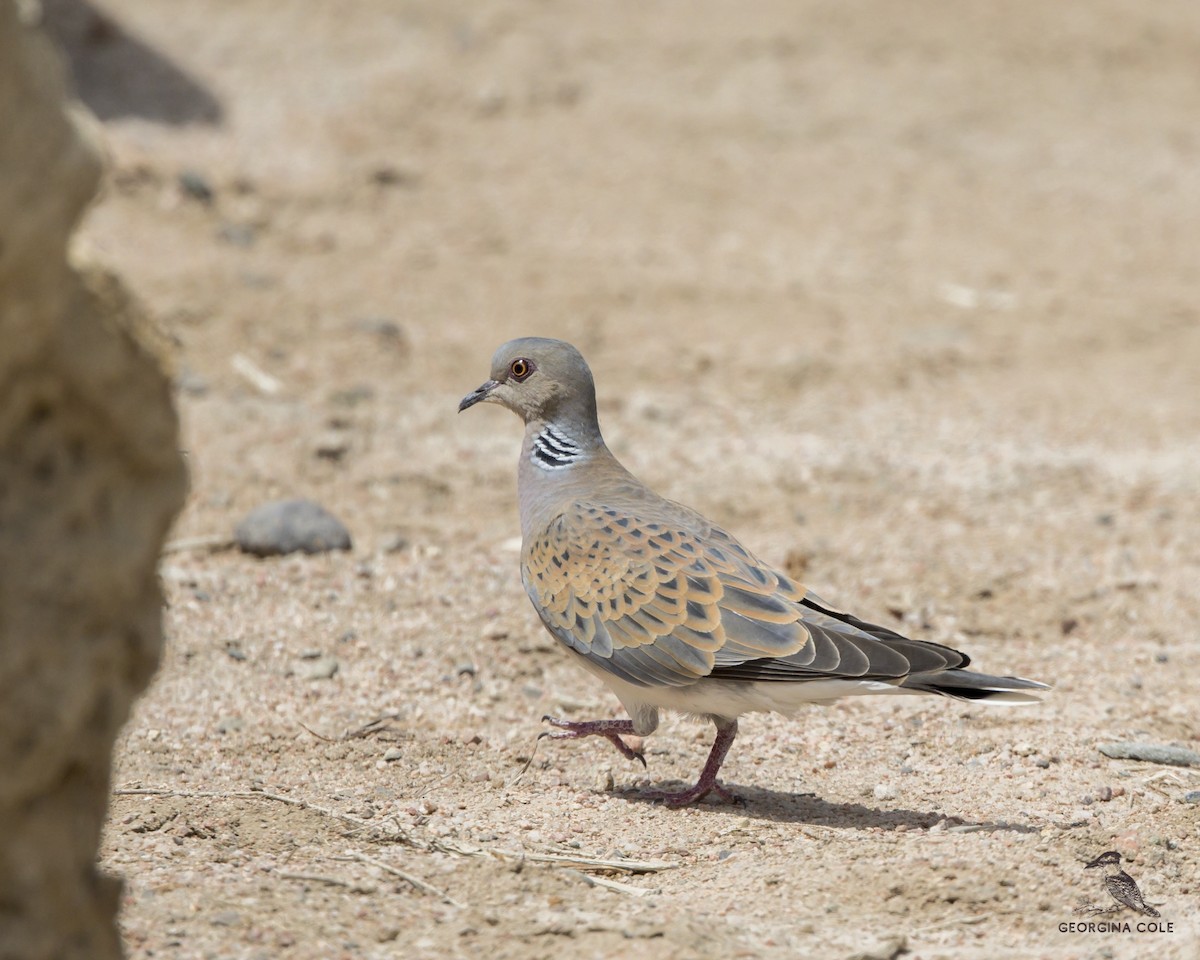 European Turtle-Dove - Georgina Cole