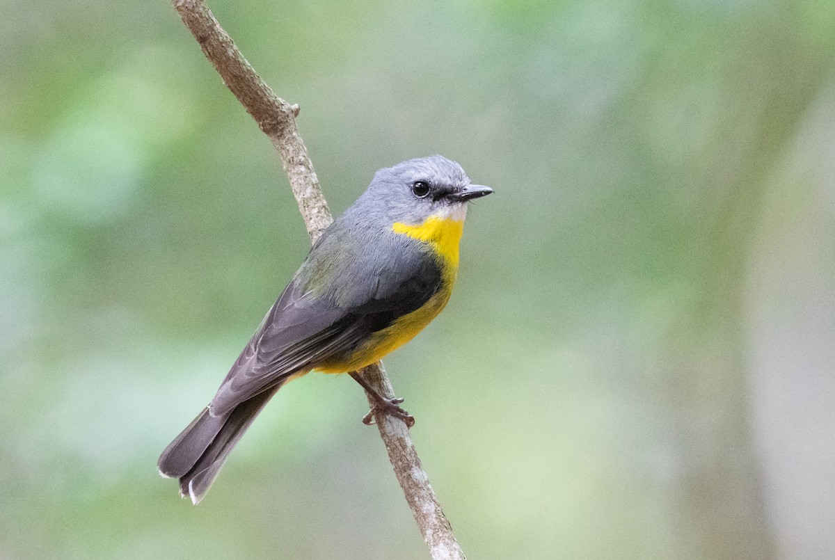 Eastern Yellow Robin - ML439837281