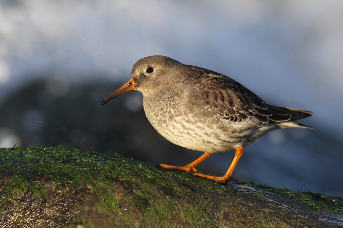 Meerstrandläufer - ML43983811