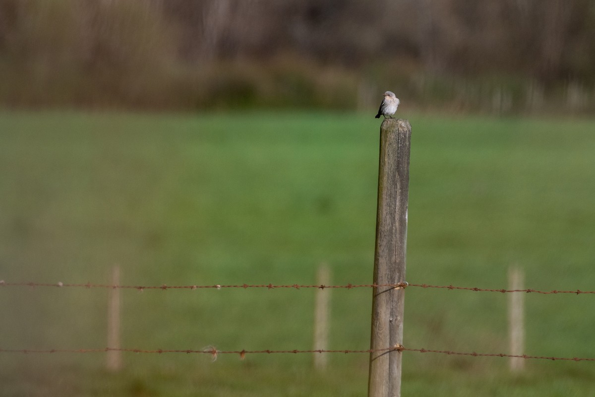 Mountain Bluebird - ML439838391