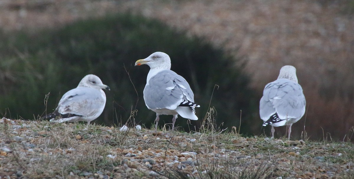 Goéland argenté (argentatus/argenteus) - ML43984161