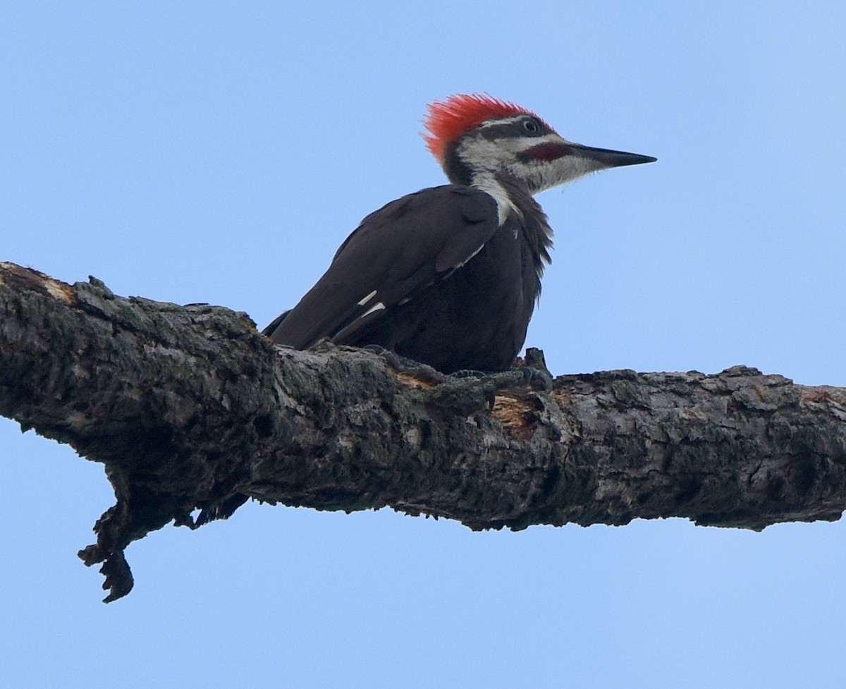 Pileated Woodpecker - ML439843191