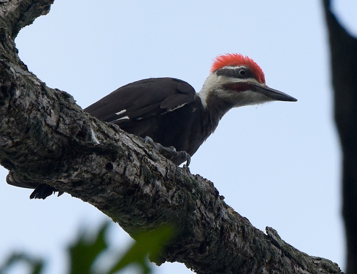 Pileated Woodpecker - ML439843201