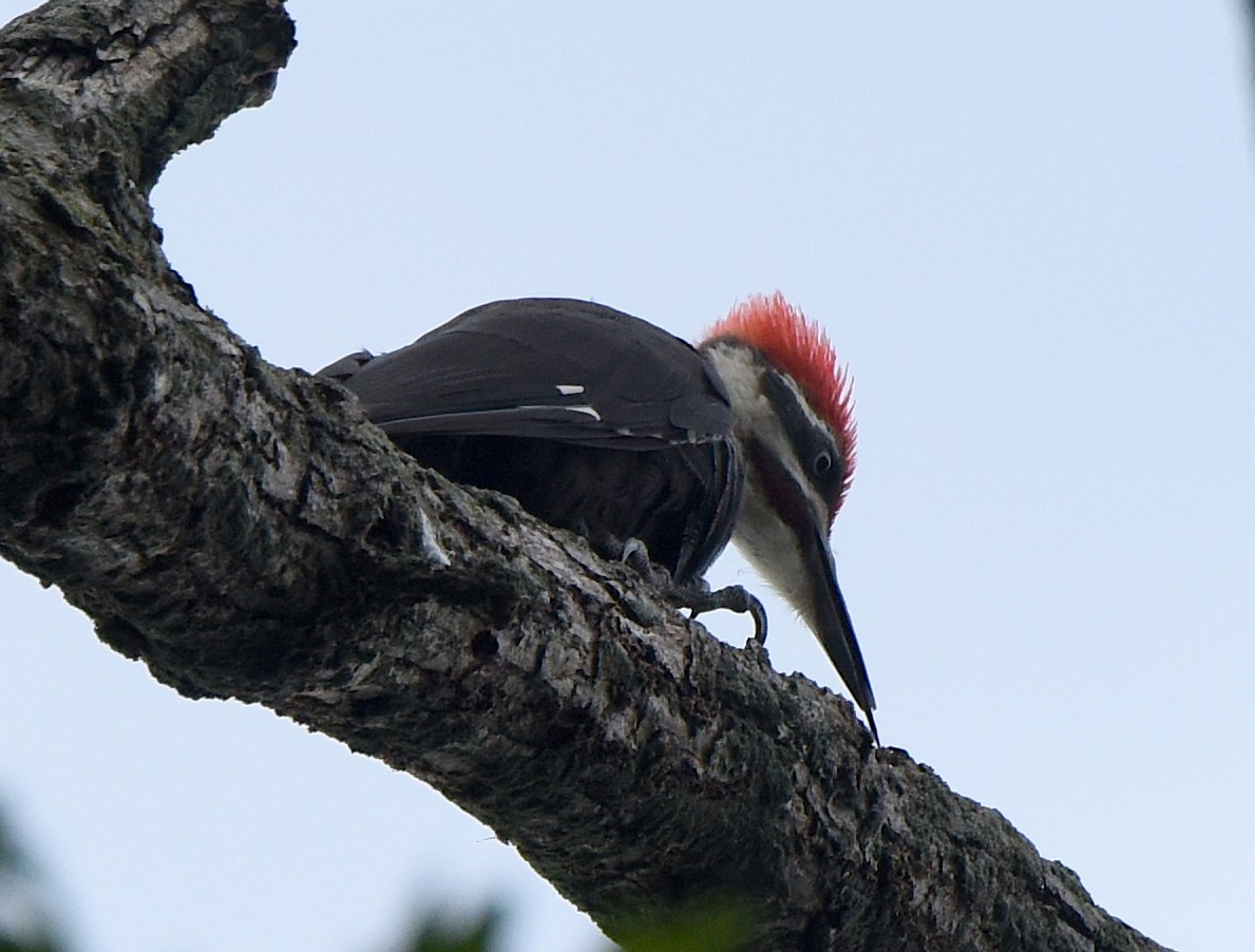 Pileated Woodpecker - ML439843211