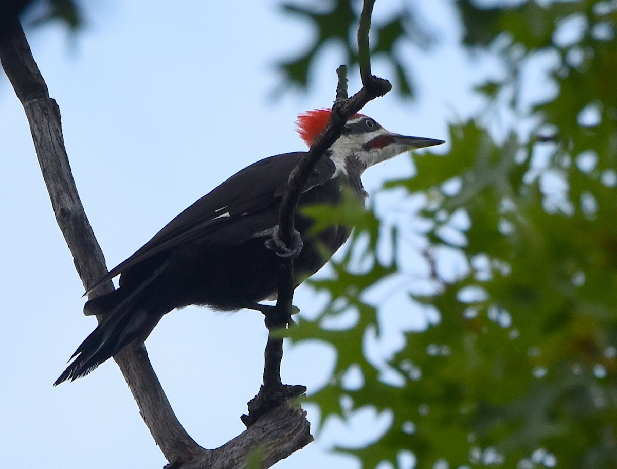 Pileated Woodpecker - ML439843231