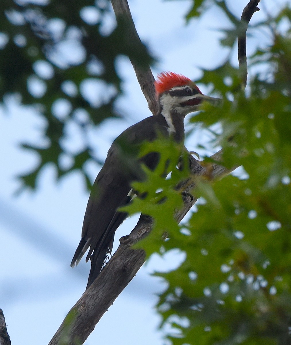 Pileated Woodpecker - ML439843241