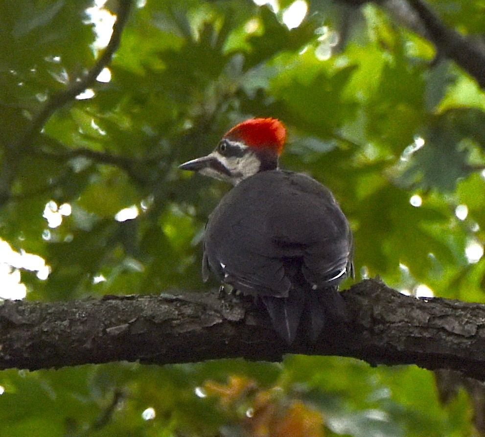 Pileated Woodpecker - ML439843261