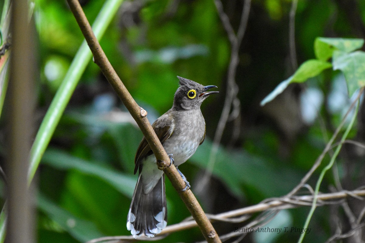 Yellow-wattled Bulbul - ML439843631