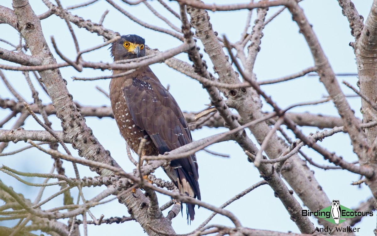 Crested Serpent-Eagle - ML439844891