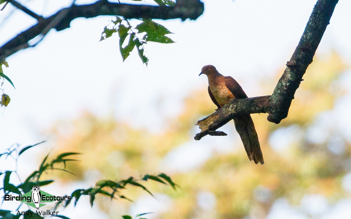 Little Cuckoo-Dove - Andy Walker - Birding Ecotours
