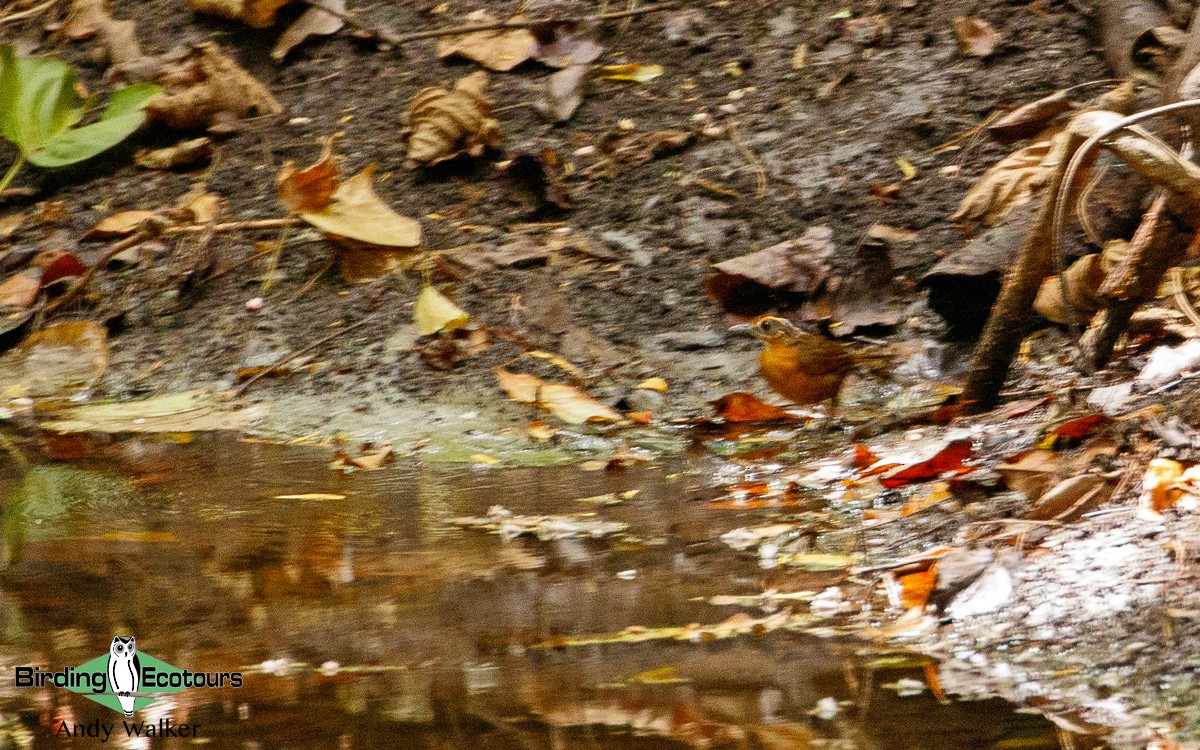 Javan Black-capped Babbler - ML439845381