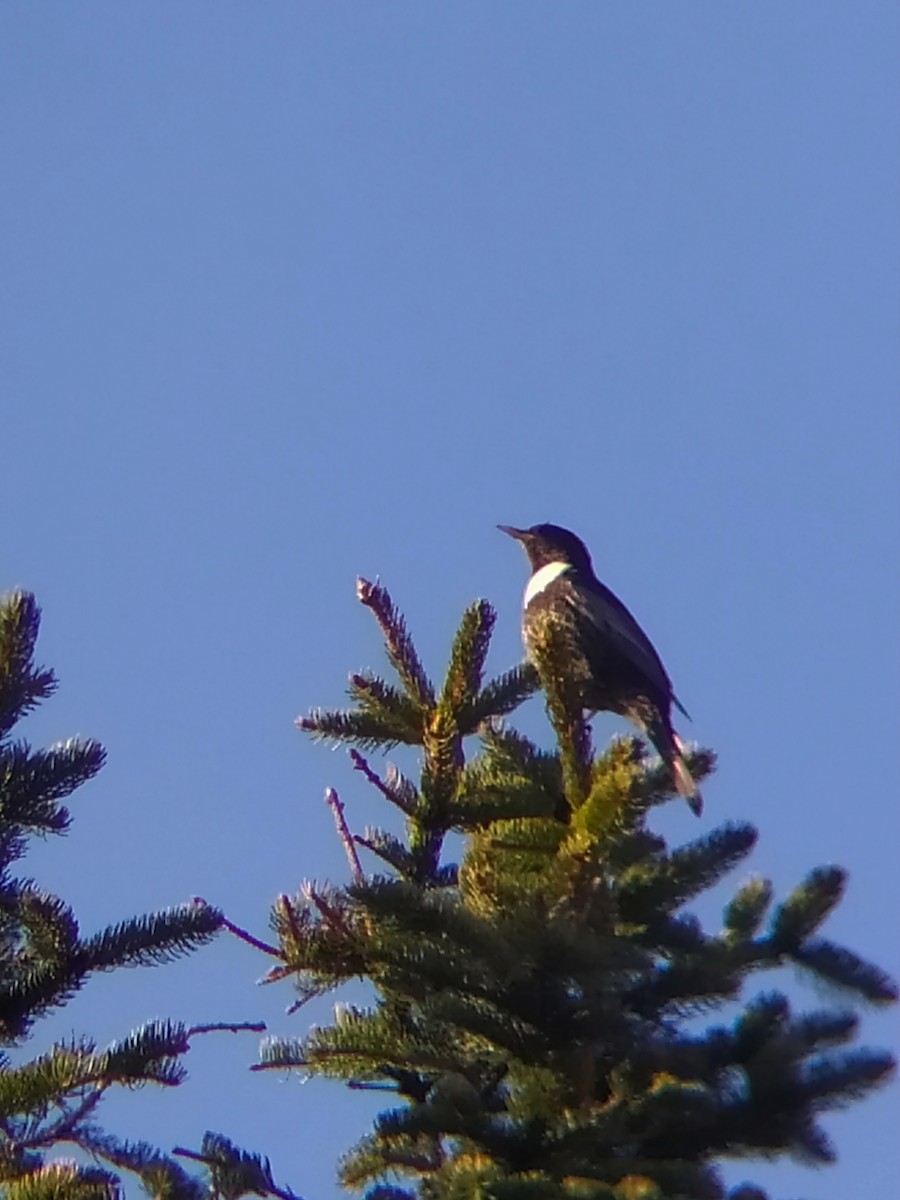 Zozo paparzuria - ML439845711