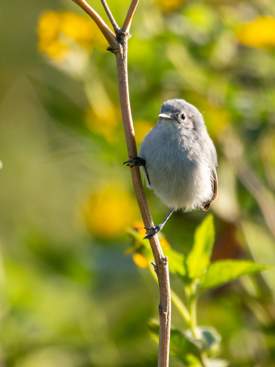 Masked Gnatcatcher - ML439845981