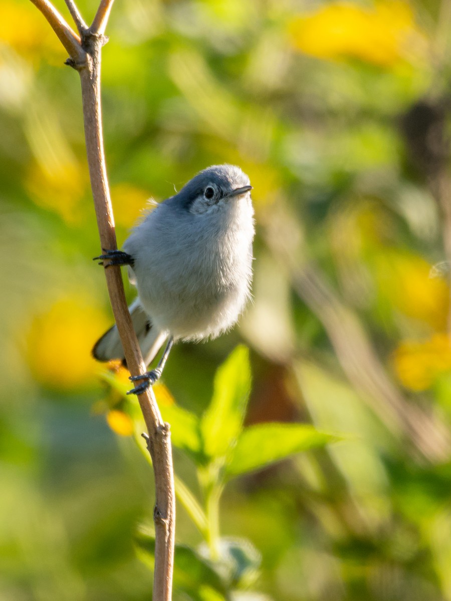 Masked Gnatcatcher - ML439845991